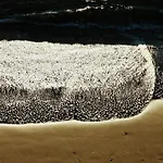 Badano Sul Mare ホテル アラッシオ